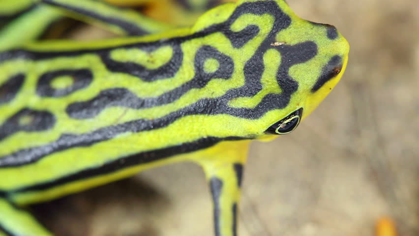 Elegant Stubfoot Toad (Atelopus elegans). From Western Ecuador. Listed as Critically Endangered by the IUCN.