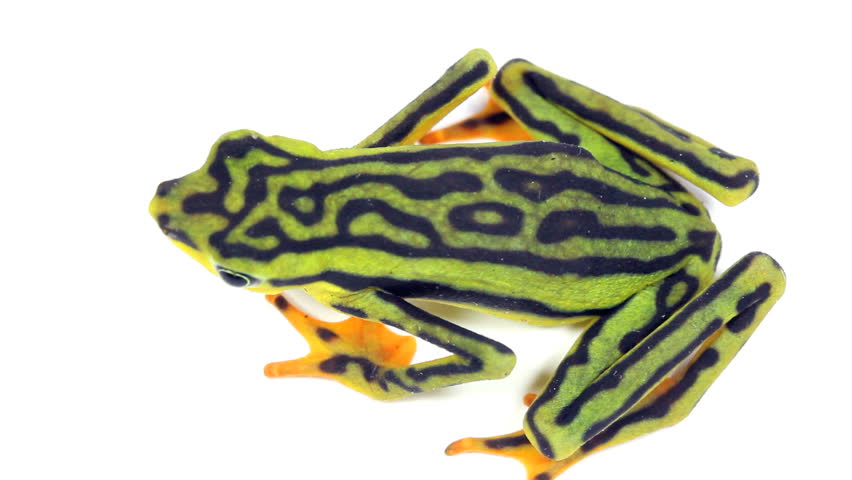 Elegant Stubfoot Toad (Atelopus elegans). From Western Ecuador. Listed as Critically Endangered by the IUCN.
