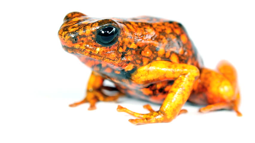 Harlequin Poison Frogs (Oophaga sylvatica). Colour variant from Durango, Western Ecuador.