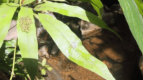 Eggs of a glass frog (Hyalinobatrachium sp.) on a leaf over a rainforest stream in Western Ecuador.
