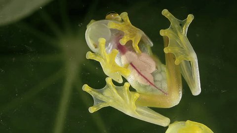 Glass Frog (Hyalinobatrachium sp.). Underside viewed through glass. 