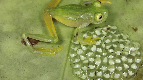 Glass frog (Family Centrolenidae) with eggs. Glass frogs attach their eggs to a leaf overhanging a stream. When the tadpoles are developed they fall into the water below.