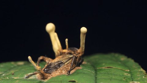 Cordyceps fungus infecting a fly. In rainforest, Ecuador