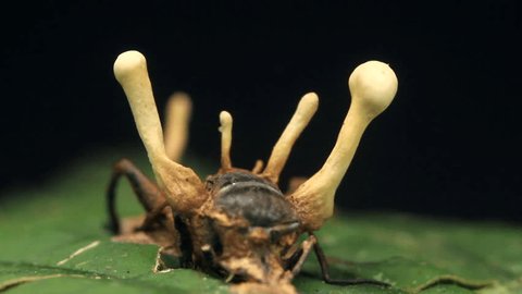 Cordyceps fungus infecting a fly. In rainforest, Ecuador