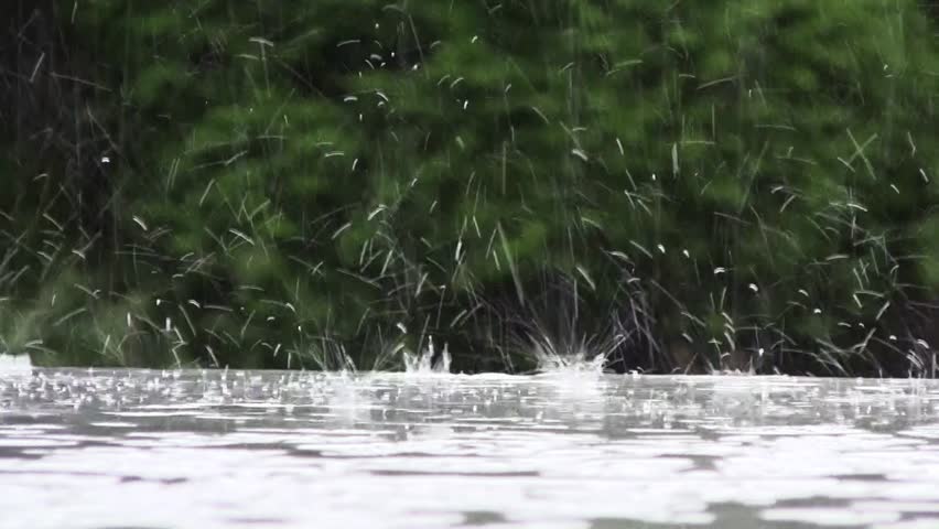 a swim in a pond in the rain