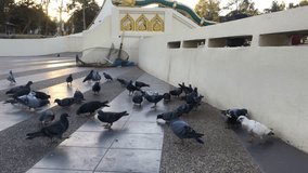 Pigeon feeding on the ground
