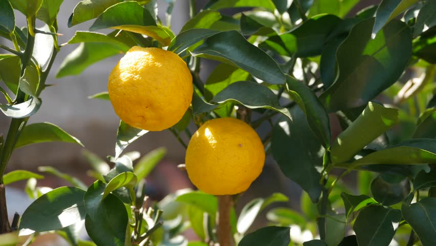 Trees bear a citrona small citrus fruit-Citrus junos- in Fukuoka city, JAPAN. It is in November. The Japanese name of this Citrus is Yuzu. Royalty-Free Stock Footage #24004183