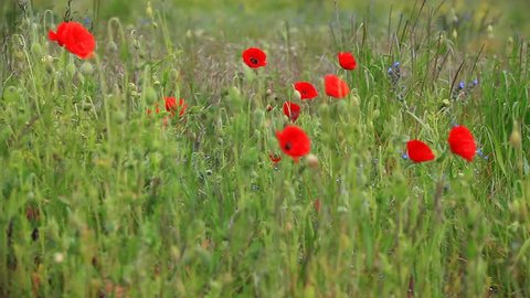 Poppies on a summer meadow blowing in the wind