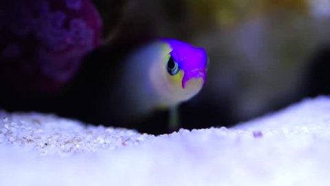 Firefish (Nemateleotris decora) living in a cave.