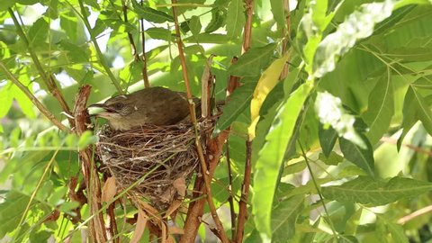 Song Sparrow Adult Chicks Young Stock Footage Video 100 Royalty Free Shutterstock