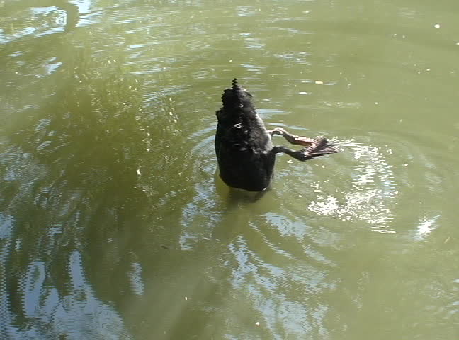 Black Swan dive.