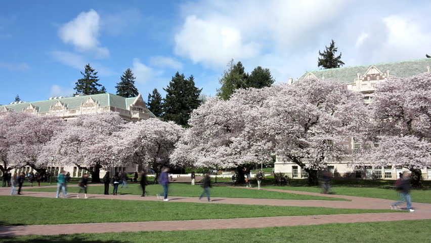 Cherry trees blossom in The Quad at the University of Washington, students and visitors alike anjoying a beautiful sunny day walking along the path way.