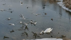 Behavior of birds winter in the icy water.Video in 4K.