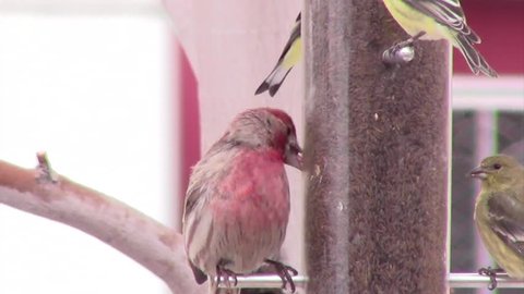 A house finch with red feathers and either a broken or deformed beak eats seed from a backyard feeder in this tight shot.