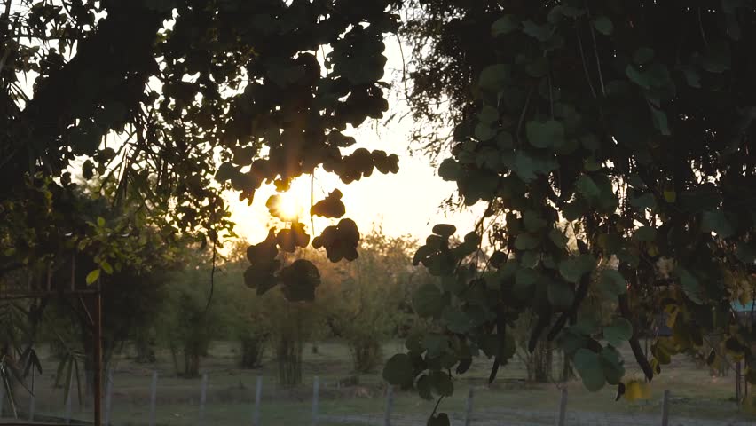 Sun shining through the tree branches in cold season of Asian country