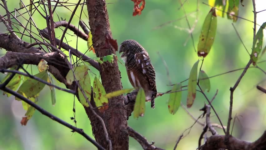Owl or owl or owl Strigiformes bird is in a face like a cat. As the source of generic catch small prey such as mice.

