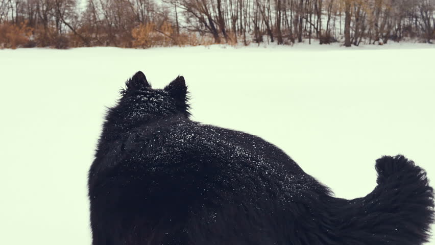 Dog playing in the snow. Winter.
