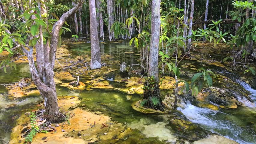 beautiful sulfur river forest magical atmosphere Stock Footage Video ...