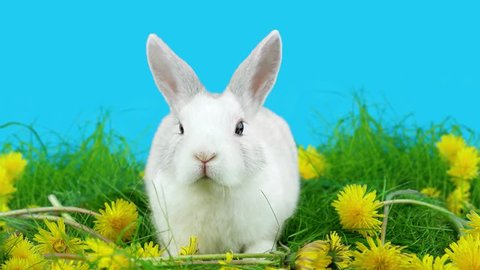 White bunny sniffing and looks around, green grass with dandelions, spring time, close up view, ready to be keyed
