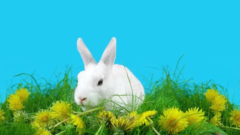 Springtime white rabbit sitting in the green grass with dandelions, sniffing and looks around, blue screen ready for chroma key