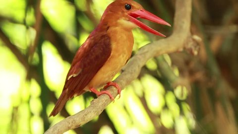 Ruddy kingfisher on branch