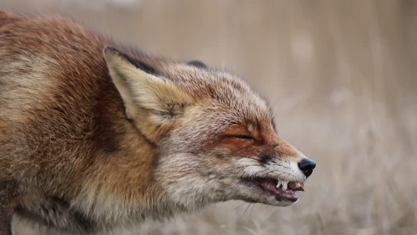 Red Fox Eating Something