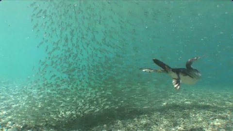 cormorant bird hunting fish underwater silverside
atherina wildlife ocean scenery