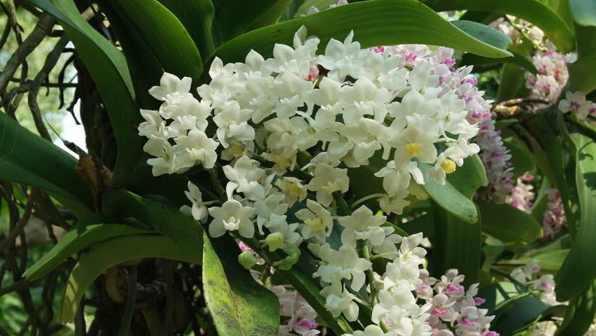 Beautiful Rhynchostylis gigantea in Thailand, Close up of beautiful orchid., Rhynchostylis gigantea (Lindl.) Ridl. 