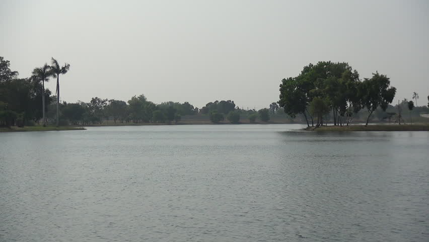 tree andd the pond