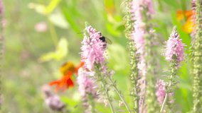 Bumblebee flying to flower collecting nectar. Nature slow motion film clip of pollination.