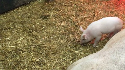 Mother pig lying in straw inside pigsty with little piglet trying to find food under its mothers snout