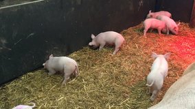 Little piglets running and looking for food in straw in pigsty with warm red lamp light