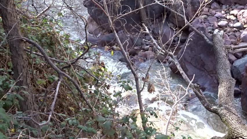 The incursion of a flooding stream into the woodland along its banks; includes the natural ambient sound of the stream; Pine Creek in Tonto Natural Bridge State Park in Arizona
