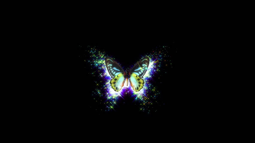 1,355 Animated Butterfly Stock Video Footage - 4K and HD Video Clips |  Shutterstock