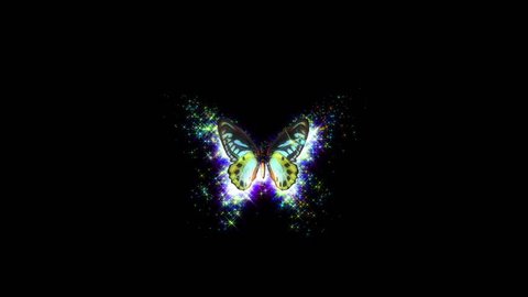animated flying decorative butterfly on black background with shining stars and alpha channel