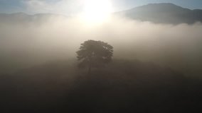 aerial video shot, two lage pines named couple pines in korea 