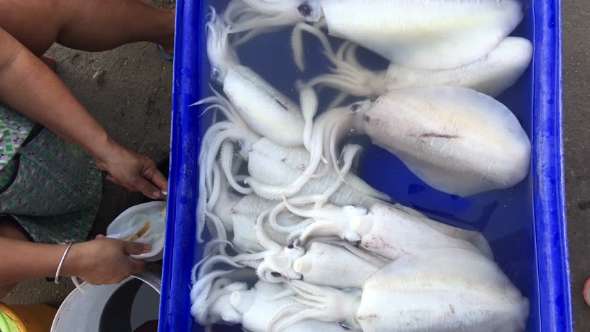 Fresh squid