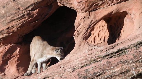 A mountain lion sniffs around a shallow cave in a red sandstone cliff.