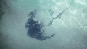 Dangerous stingray. half buried in the fine. white sand. in the shallow waters of a remote. tropical beach. 4k video
