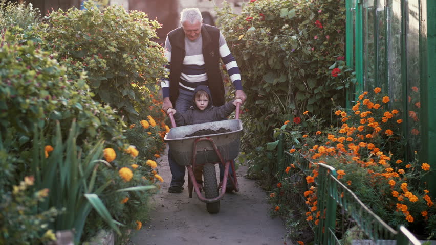 Grandfather with grand son working in the garden riding the wheelbarrow. Old man helping little boy outdoor. 4K
