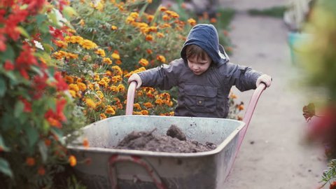 Cute little boy driving the wheelbarrow in the the garden through the flower. Male try to move cart, working outdoor. 4K