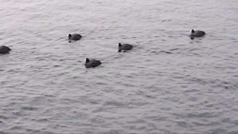 coots on a river with little waves at a cold winter day

