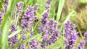 Bumblebee on lavender flower collecting nectar. Nature slow motion film clip of pollination.