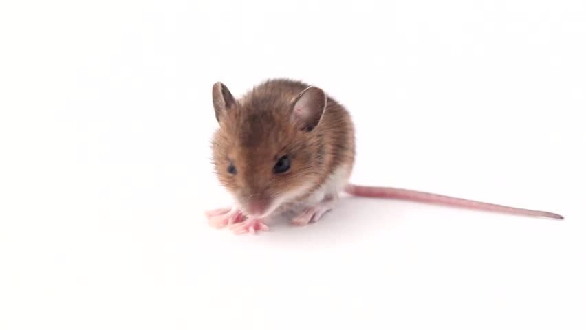 cute little mouse on a white background