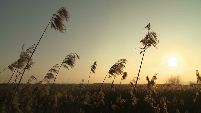 Marsh reeds