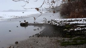 Wintering starlings on the embankment of the river. Birds take water treatments and rise into the sky. Video shot in Ukraine.