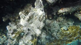 Coral reefs in the clear water. Video in a slowed fourfold