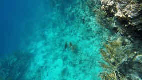 Fish butterfly floating on the sea bottom. Video in a slowed fourfold. Slow motion