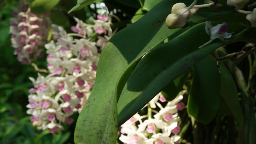 Beautiful Rhynchostylis gigantea in Thailand, Close up of beautiful orchid., Rhynchostylis gigantea (Lindl.) Ridl.
