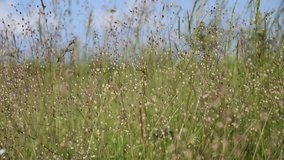 Briza media grass  moving in the wind and nature sound 